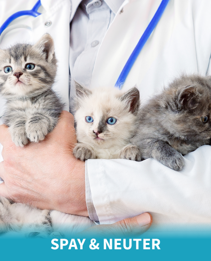 Spay & Neuter