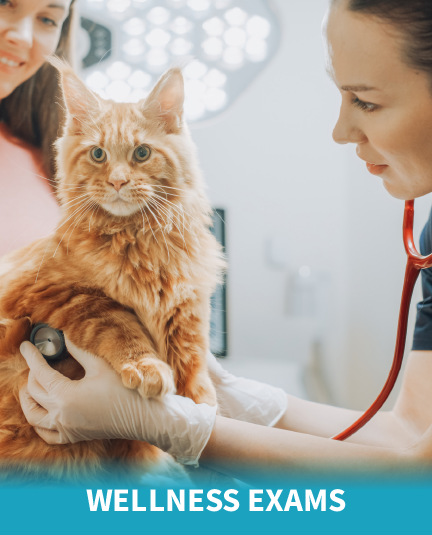 Wellness Exams
